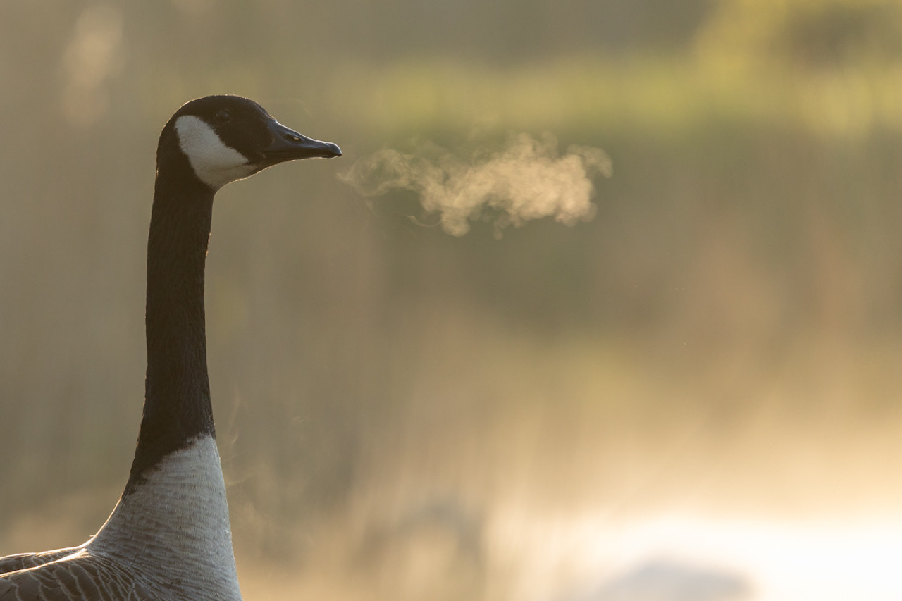 Gans tijdens koud weer
