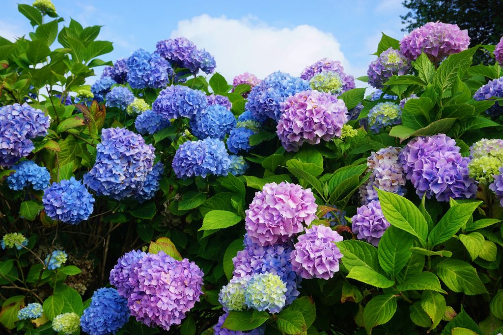 Snoeiadvies: hoe snoei ik de hortensia?
