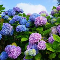 Snoeiadvies: hoe snoei ik de hortensia?