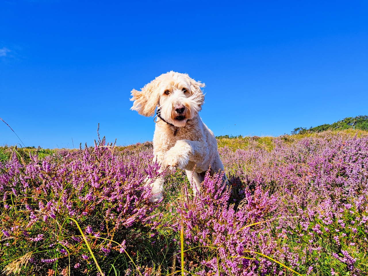 Tropische temperaturen deze augustus met een bloeiende heide. Foto: Nel van Es