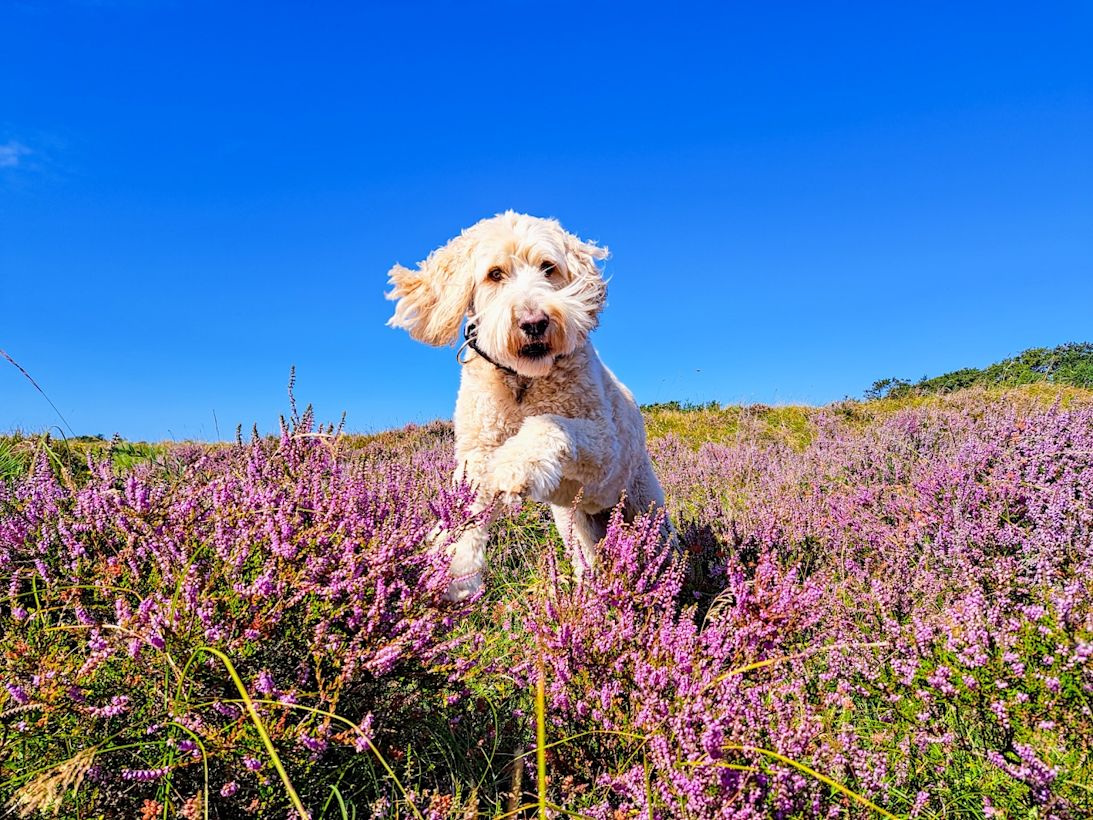 Tropische temperaturen deze augustus met een bloeiende heide. Foto: Nel van Es