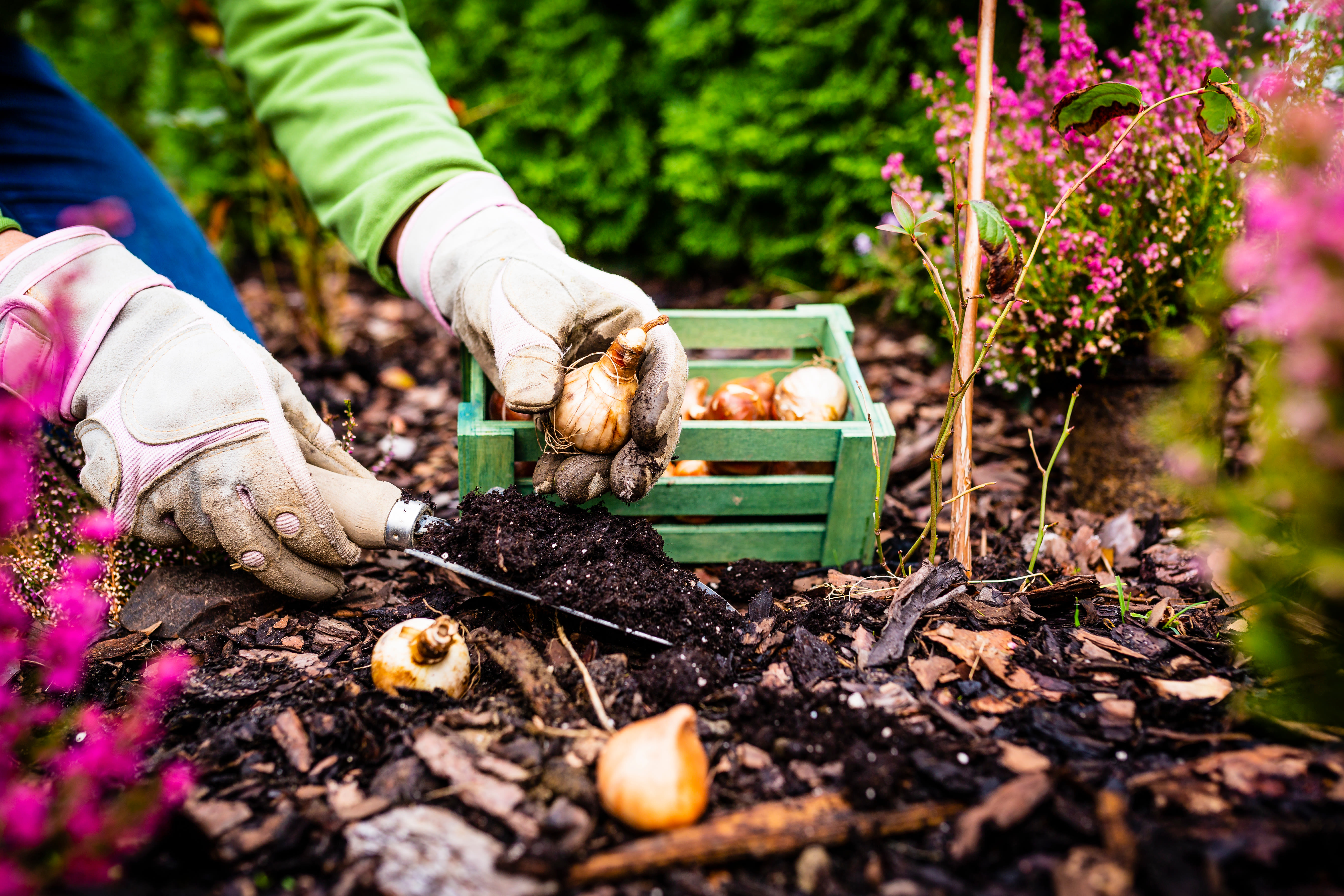 Bloembollen poot je in het najaar. Foto: Adobe Stock / iMarzi