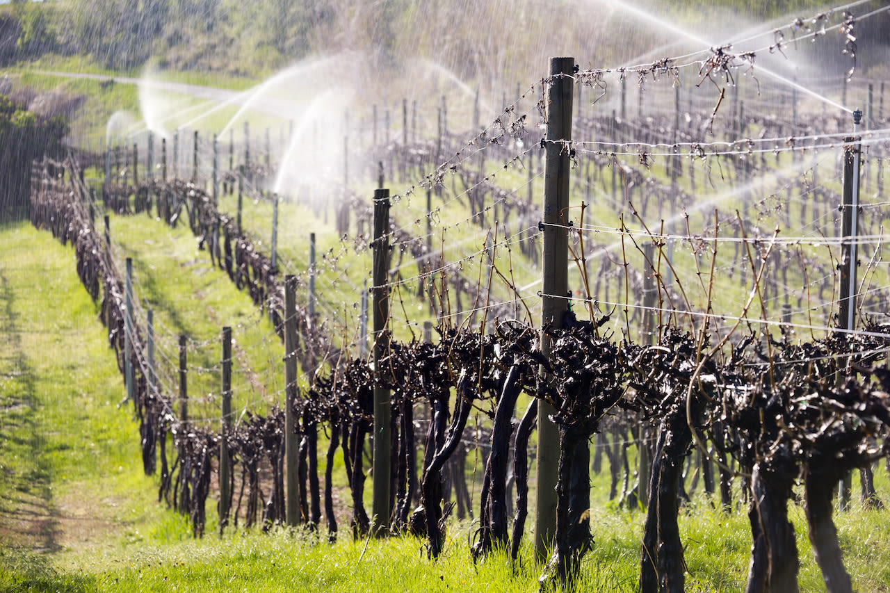 Irrigatie komt nauw, teveel water kan schadelijk zijn voor de wortels. Foto: Adobe Stock / nalidsa