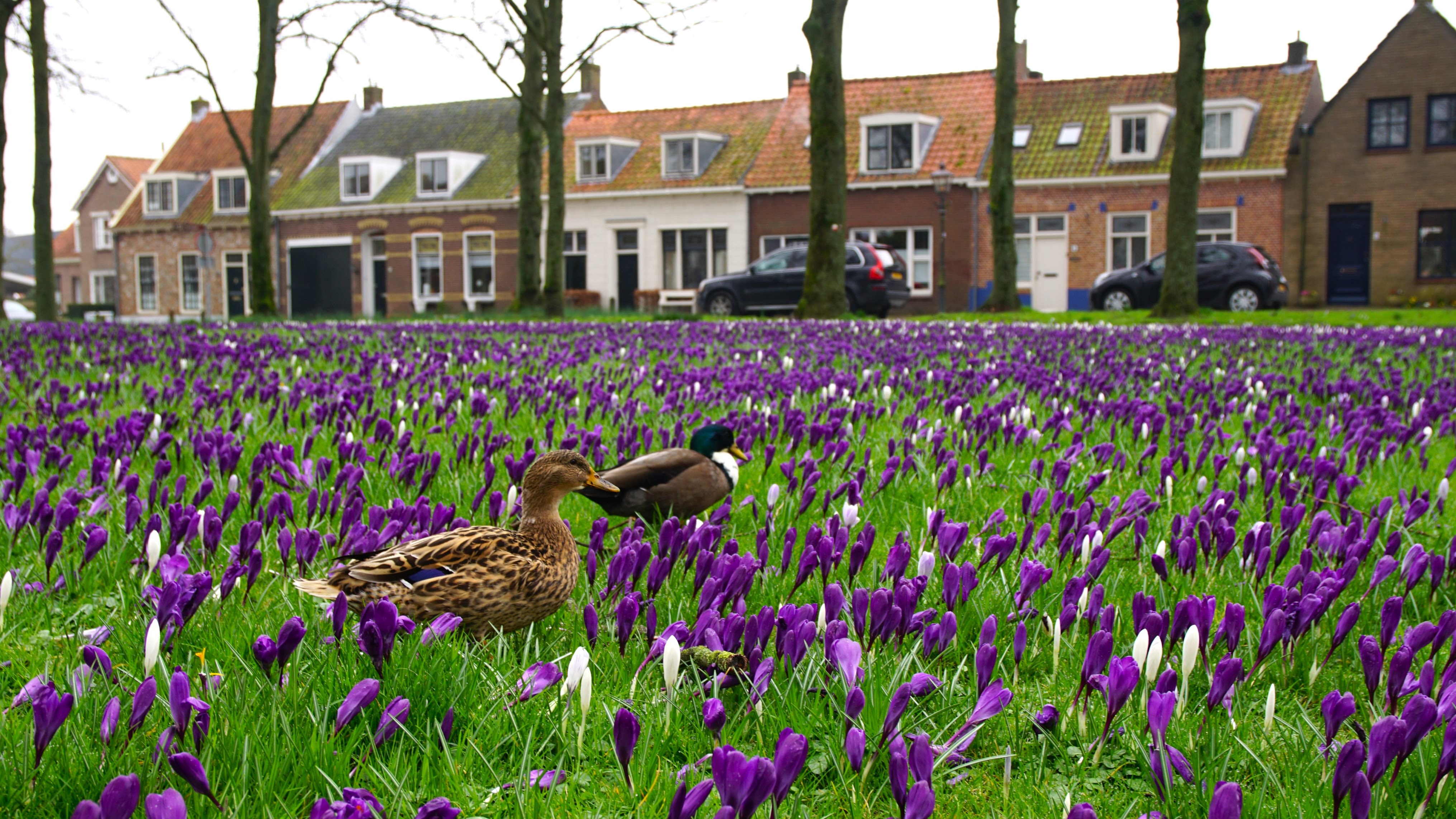 De krokussen staan volop in bloei. Foto: Piet Grim