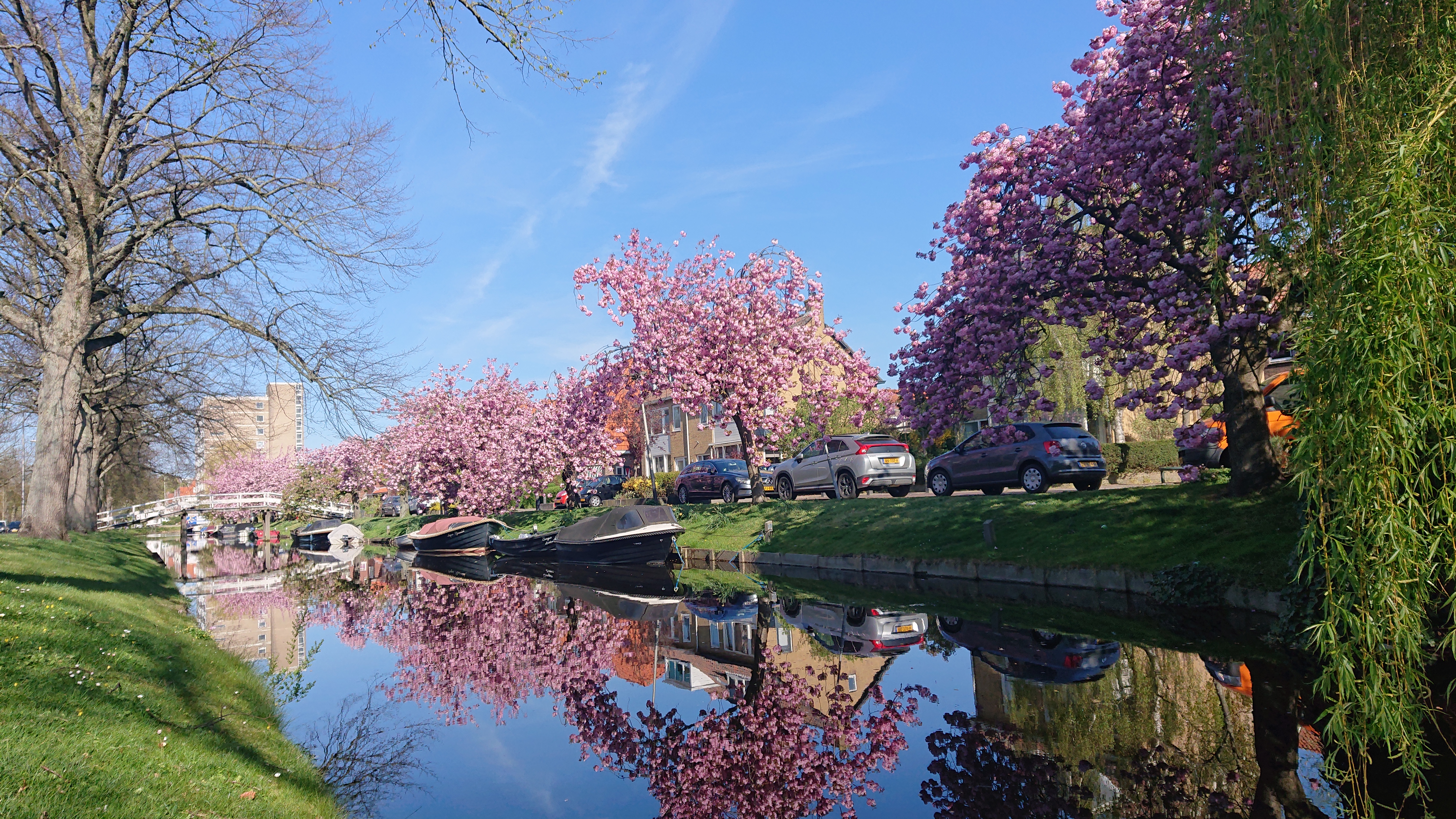 Dit is wanneer de bloesembomen bloeien