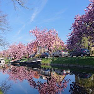 Dit is wanneer de bloesembomen bloeien