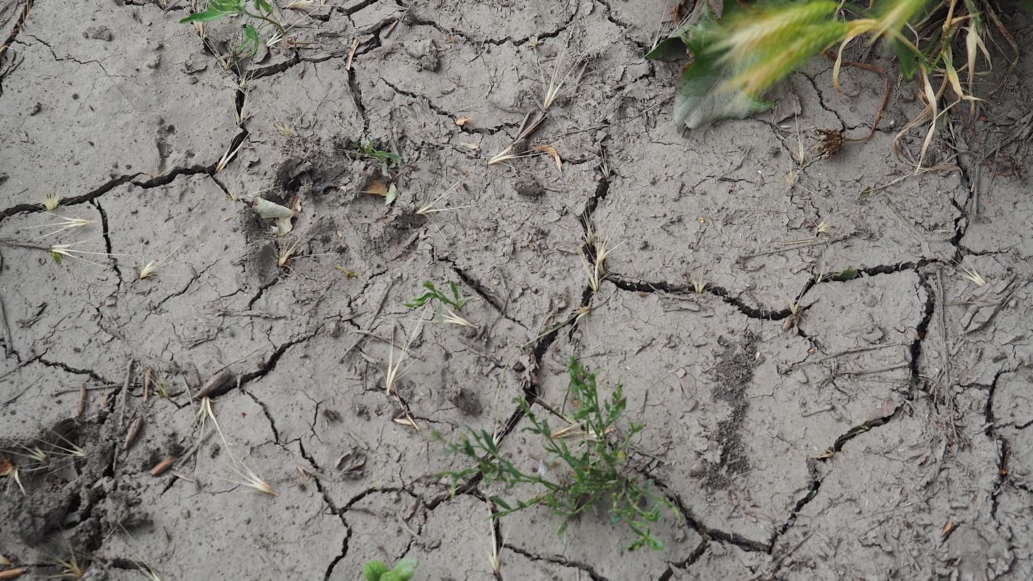 Droogte is steeds meer zichtbaar. Foto: Nellie Bartels