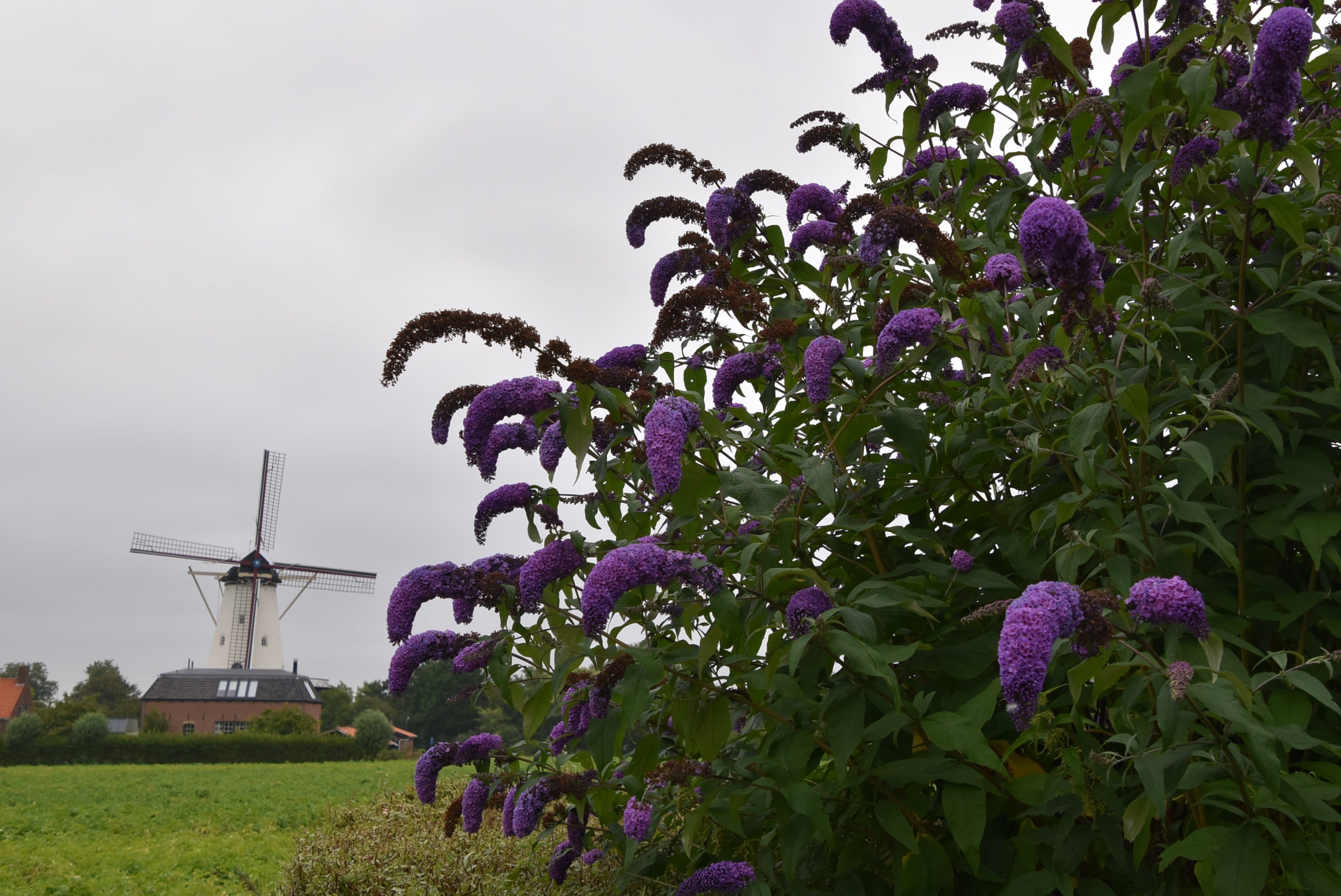 De vlinderstruik kan ook heel goed tegen droogte (foto: Anne-Marie van Iersel)