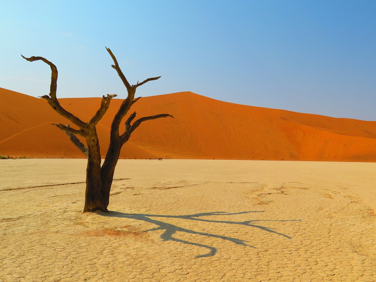 Kameeldoornbomen in Namib woestijn. Foto: Adobe Stock - laura platiniEyeEm.