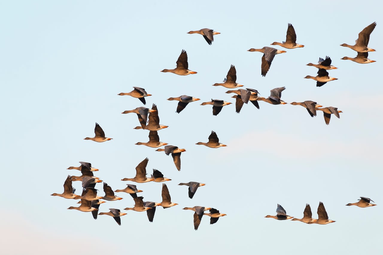 Ganzentrek. Foto: Adobe Stock / Ana Gram