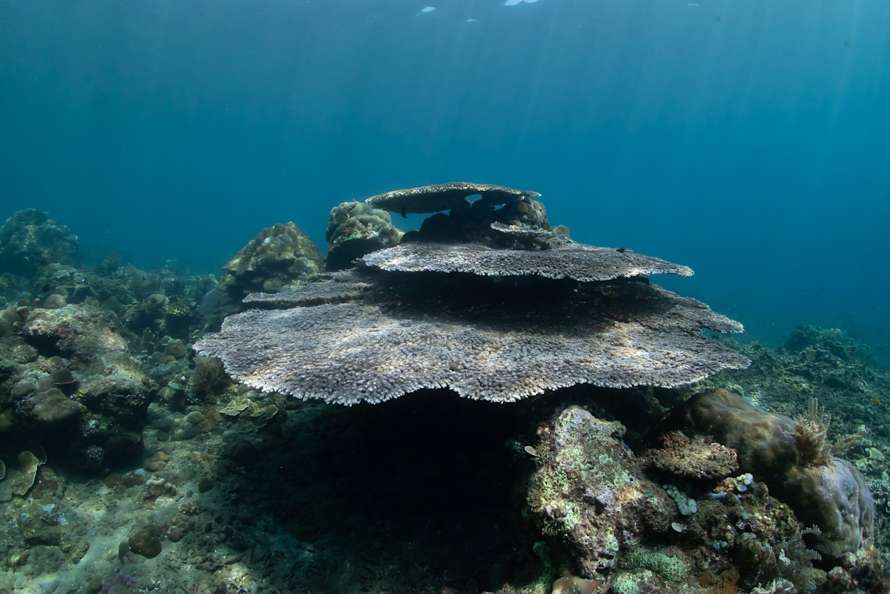 Super-El Niño op komst: oceaanwater recordwarm