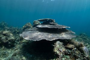 Super-El Niño op komst: oceaanwater recordwarm