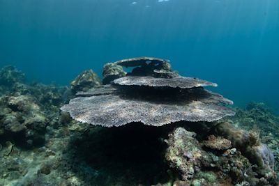 Super-El Niño op komst: oceaanwater recordwarm