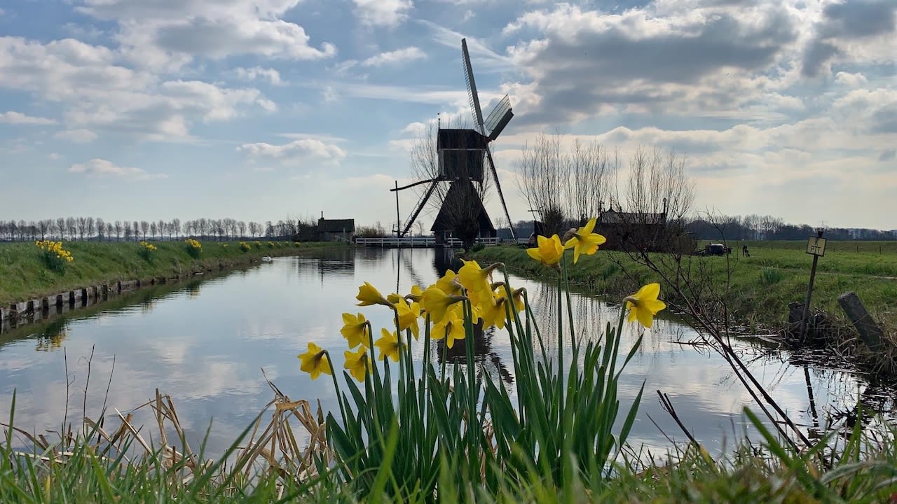 lente maart wolken narcissen molen