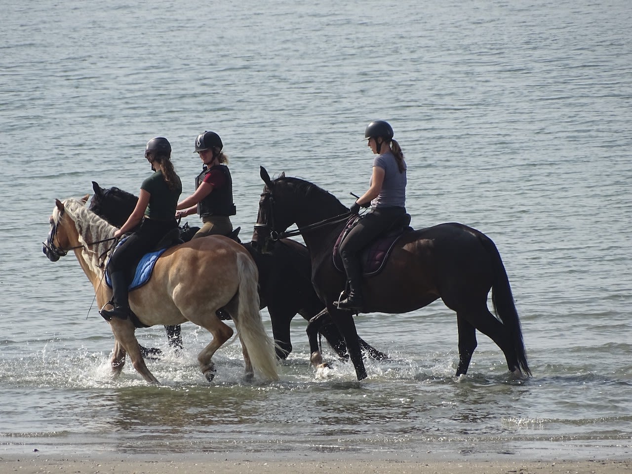 Paarden langs de kust