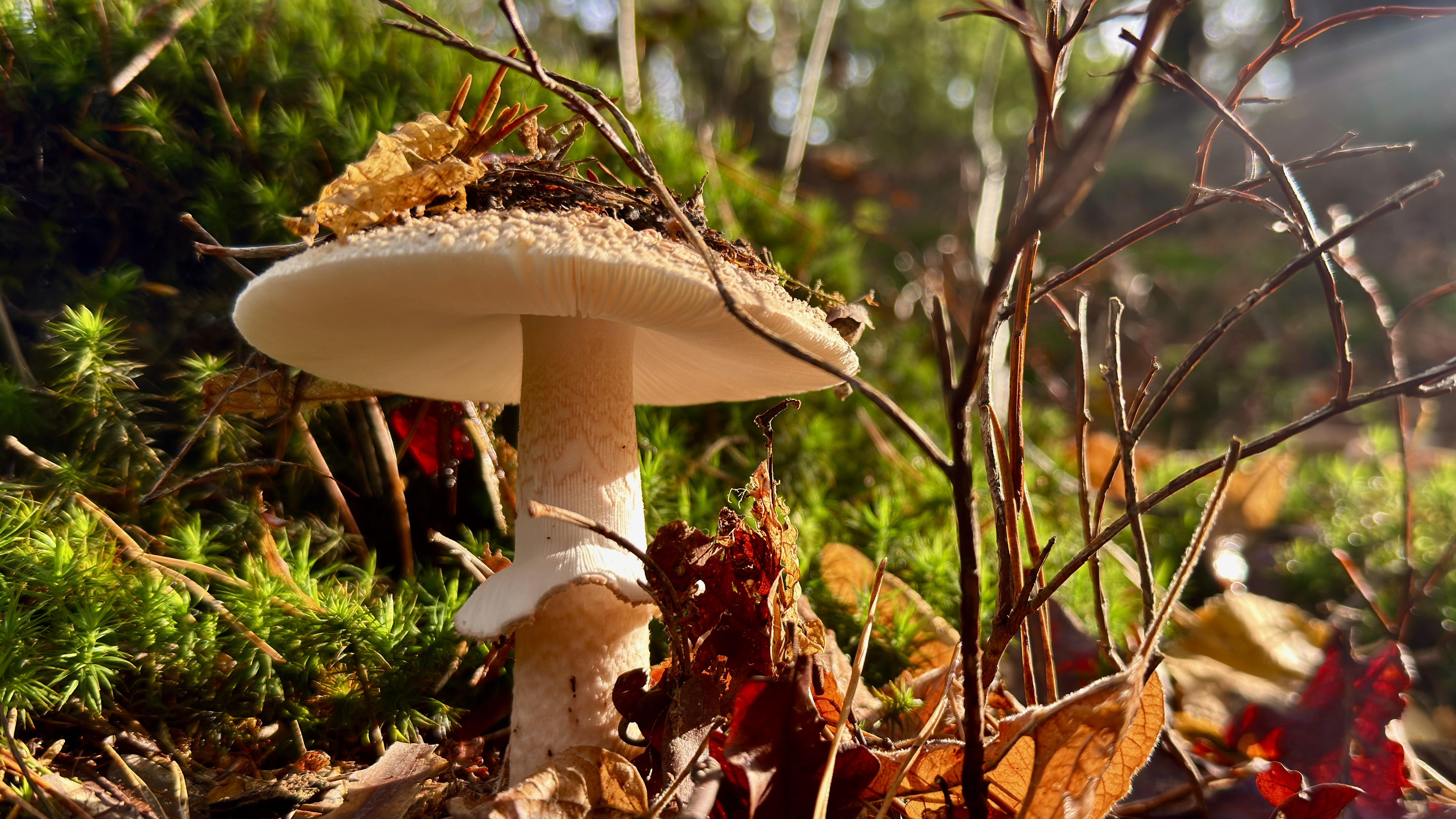 Weekverwachting: tijdelijk zacht herfstweer, maar voor hoe lang?