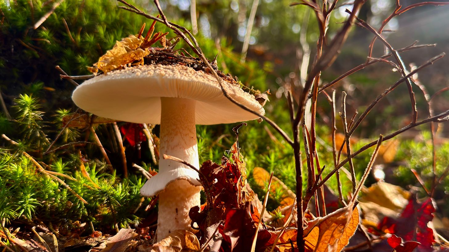 De paddenstoelen zijn al op veel plekken te zien, maar komende week kunnen we nog genieten van een beetje nazomer! Foto: Jolanda Bakker.