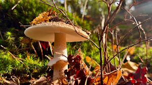 Weekverwachting: tijdelijk zacht herfstweer, maar voor hoe lang?