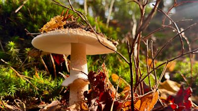 Weekverwachting: tijdelijk zacht herfstweer, maar voor hoe lang?