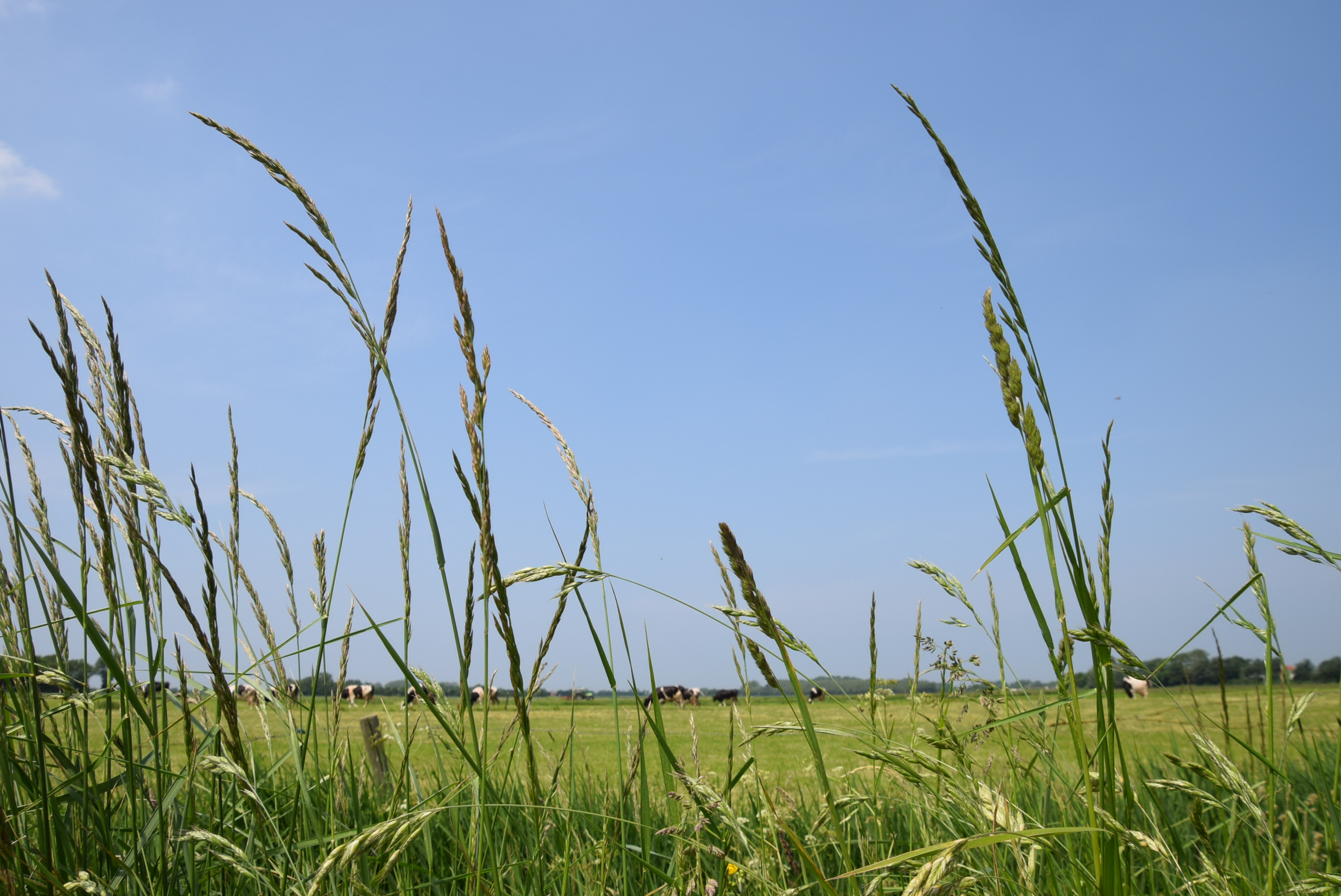 Gras in bloei langs weiland in mei
