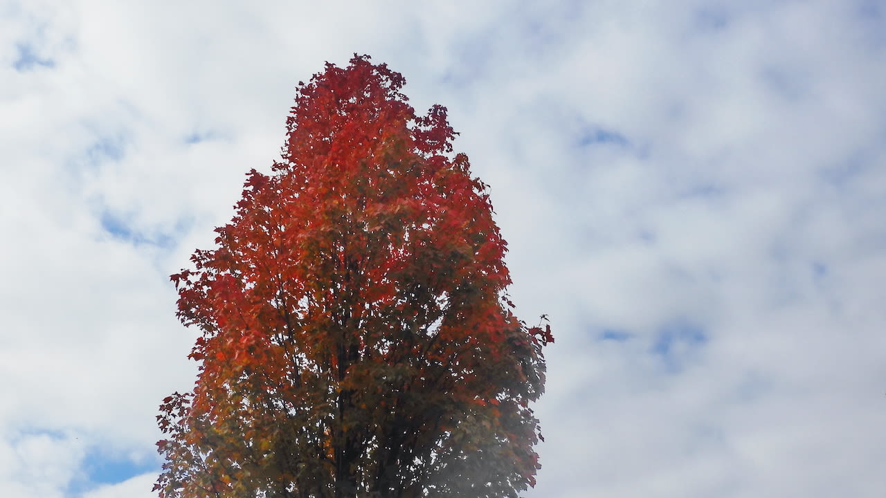 Prachtige rode herfstkleur van de esdoorn. Foto: Peter van der Schoot.