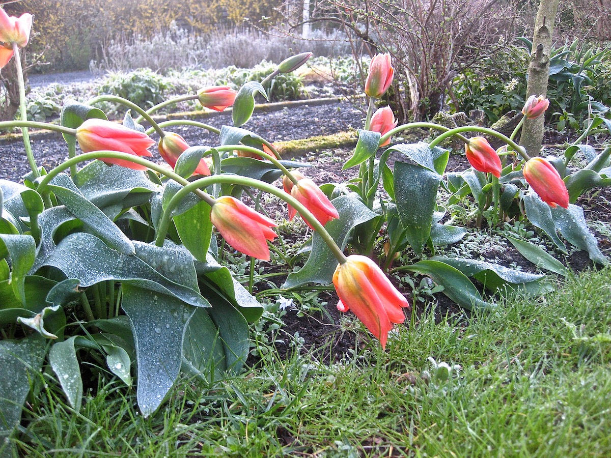 vorst lente tulpen bloemen
Foto: Elly van Niekerk
