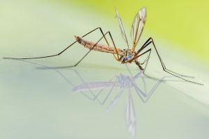5 tips om van muggen in je tuin af te komen