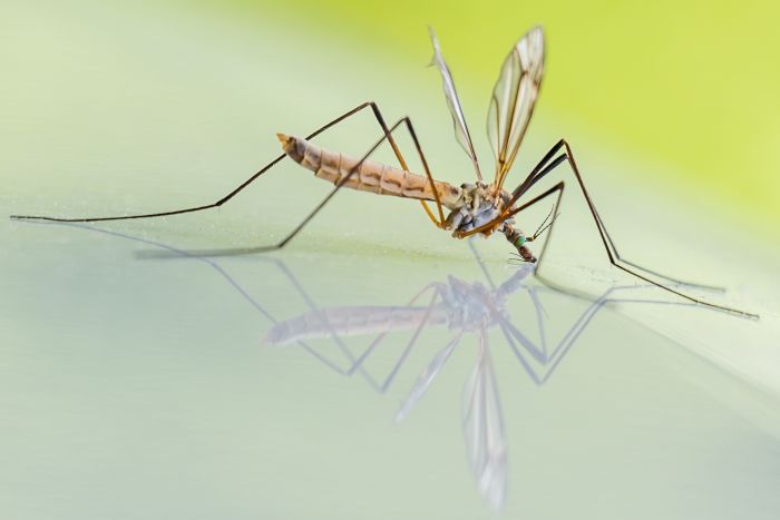 5 tips om van muggen in je tuin af te komen