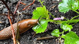 Slakken in je tuin? Zo bestrijd je ze!