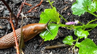 Slakken in je tuin? Zo bestrijd je ze!