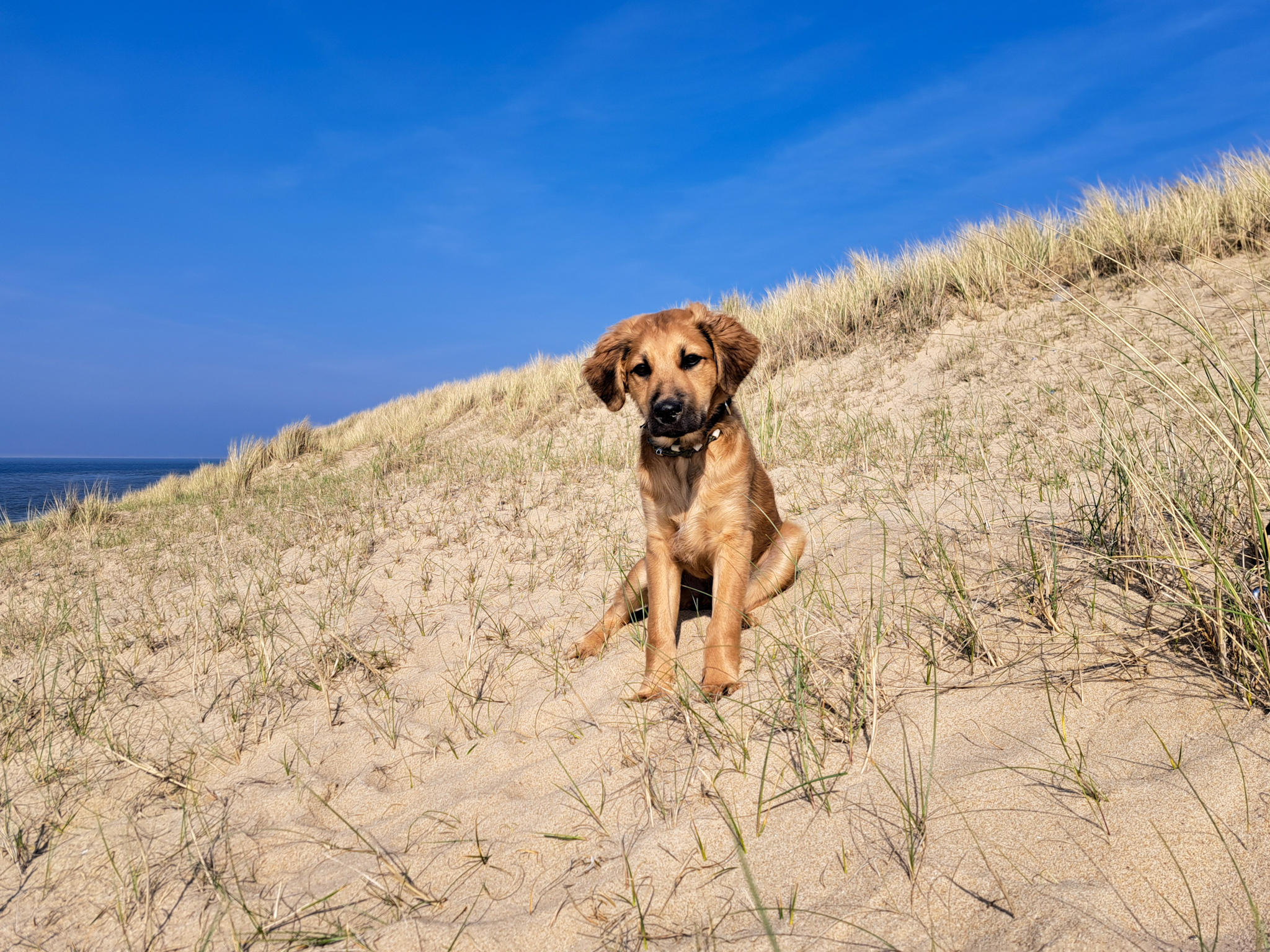 De komende week is het heerlijk weer om met de hond de natuur in te gaan. Foto: Nel van Es