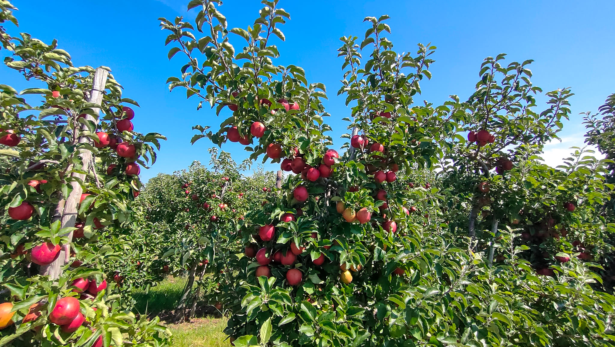 Grote appels aan boom. Foto: Astrid Wiessner Hoog