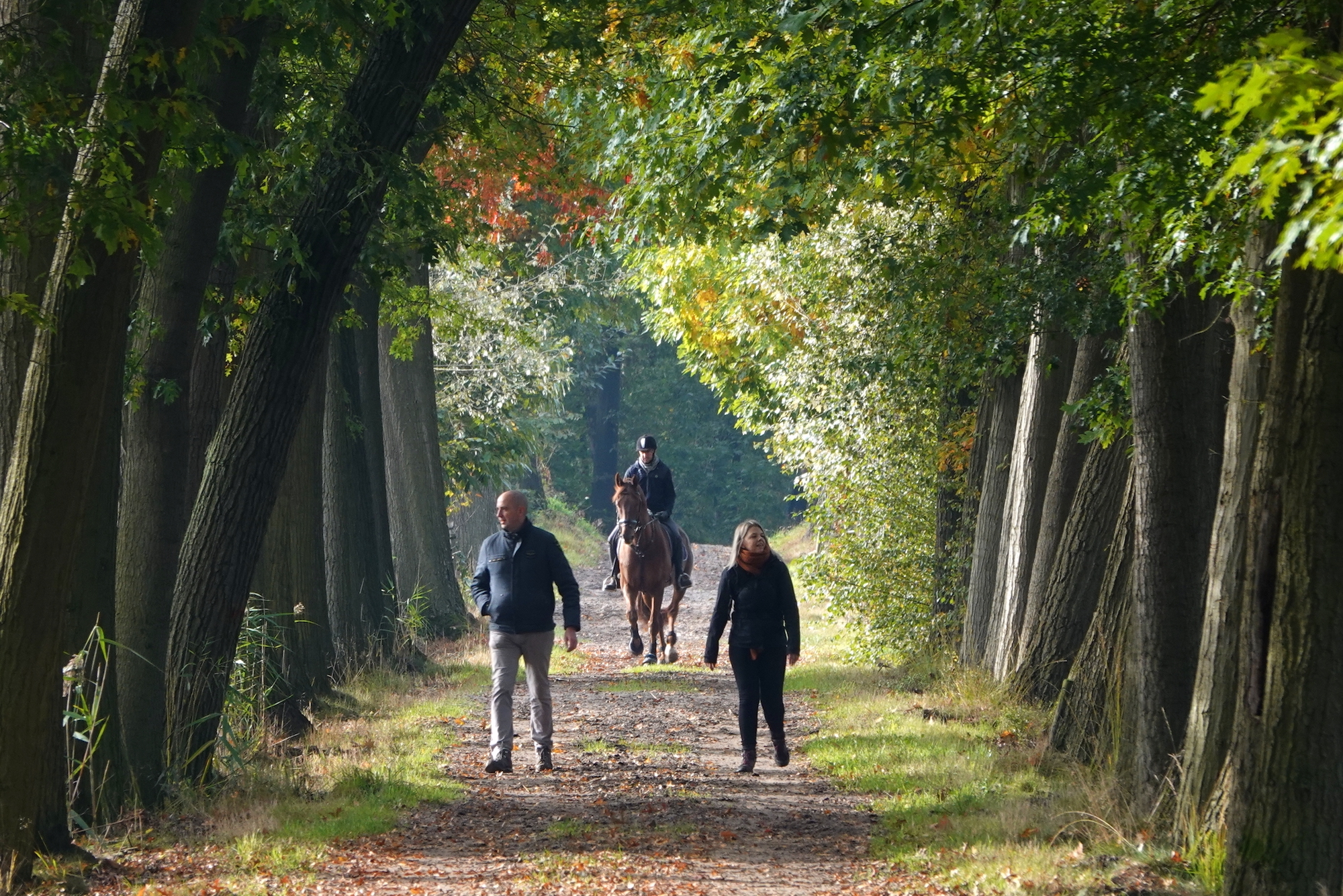 Wandelaars en paard in de bossen tijdens zonnig najaarsweer. Foto Ben Saanen.