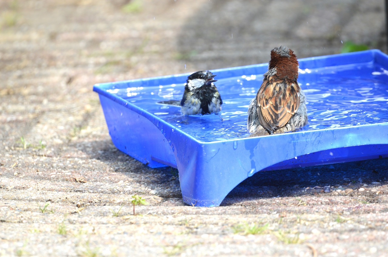 Een mus en een koolmees samen in bad. Foto: Anne Kuipers