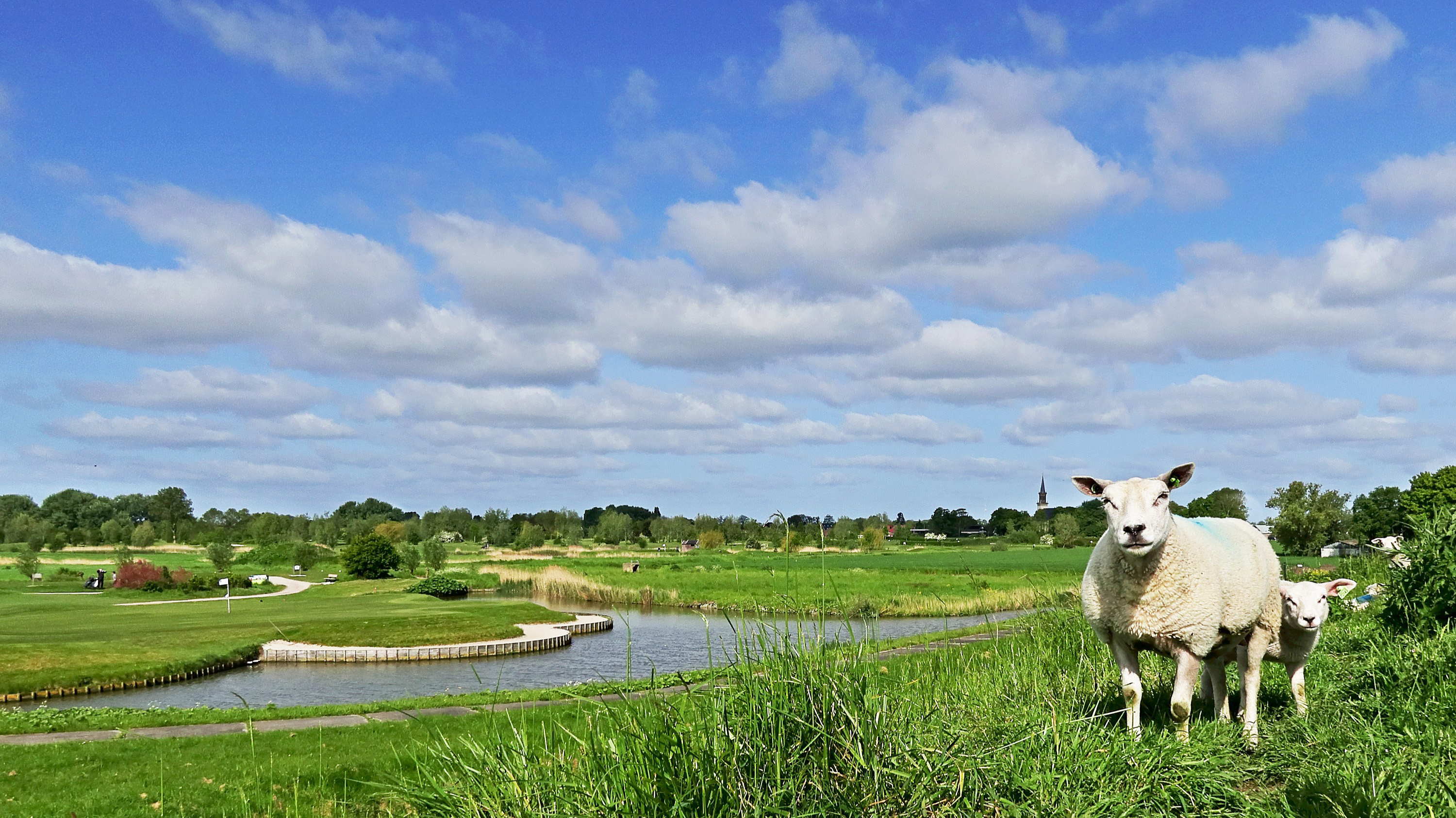 Zon en stapelwolken, schapen in het land. Foto: Henk Groenewoud