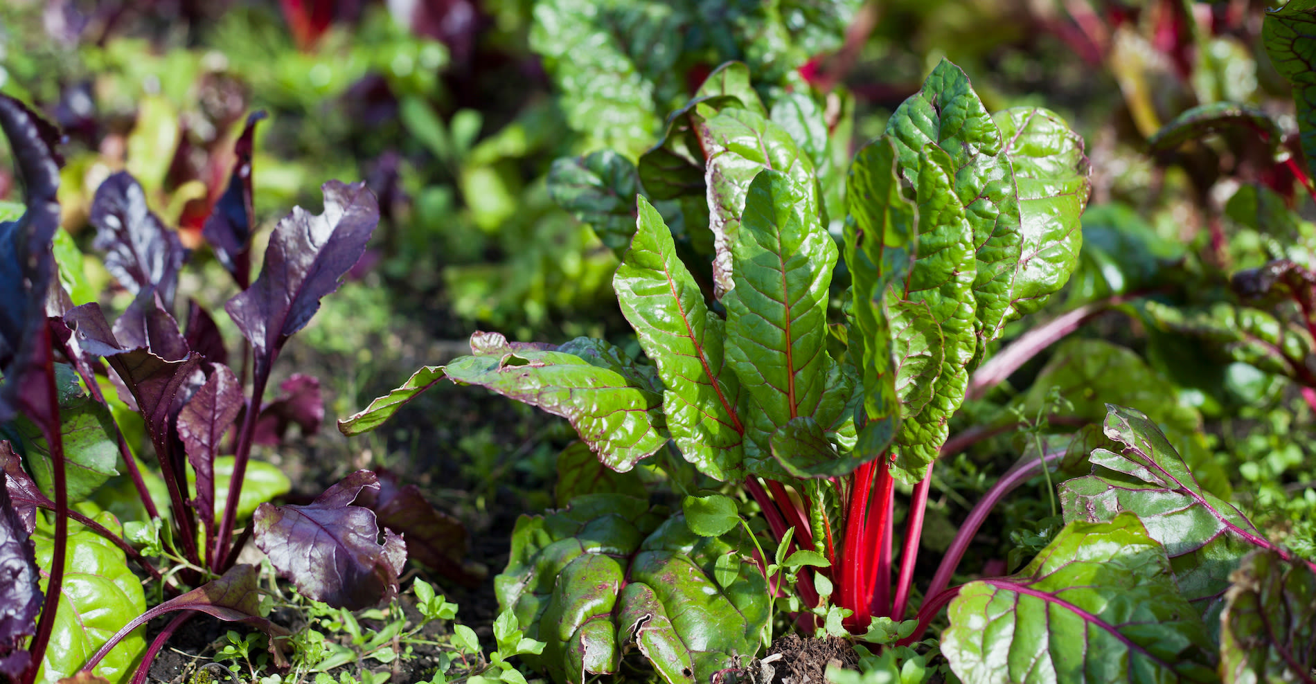 Bieten in de moestuin. Foto: Adobe Stock / JoannaTkaczuk