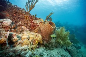 Groep landen wil miljarden inzamelen voor bescherming van koraal