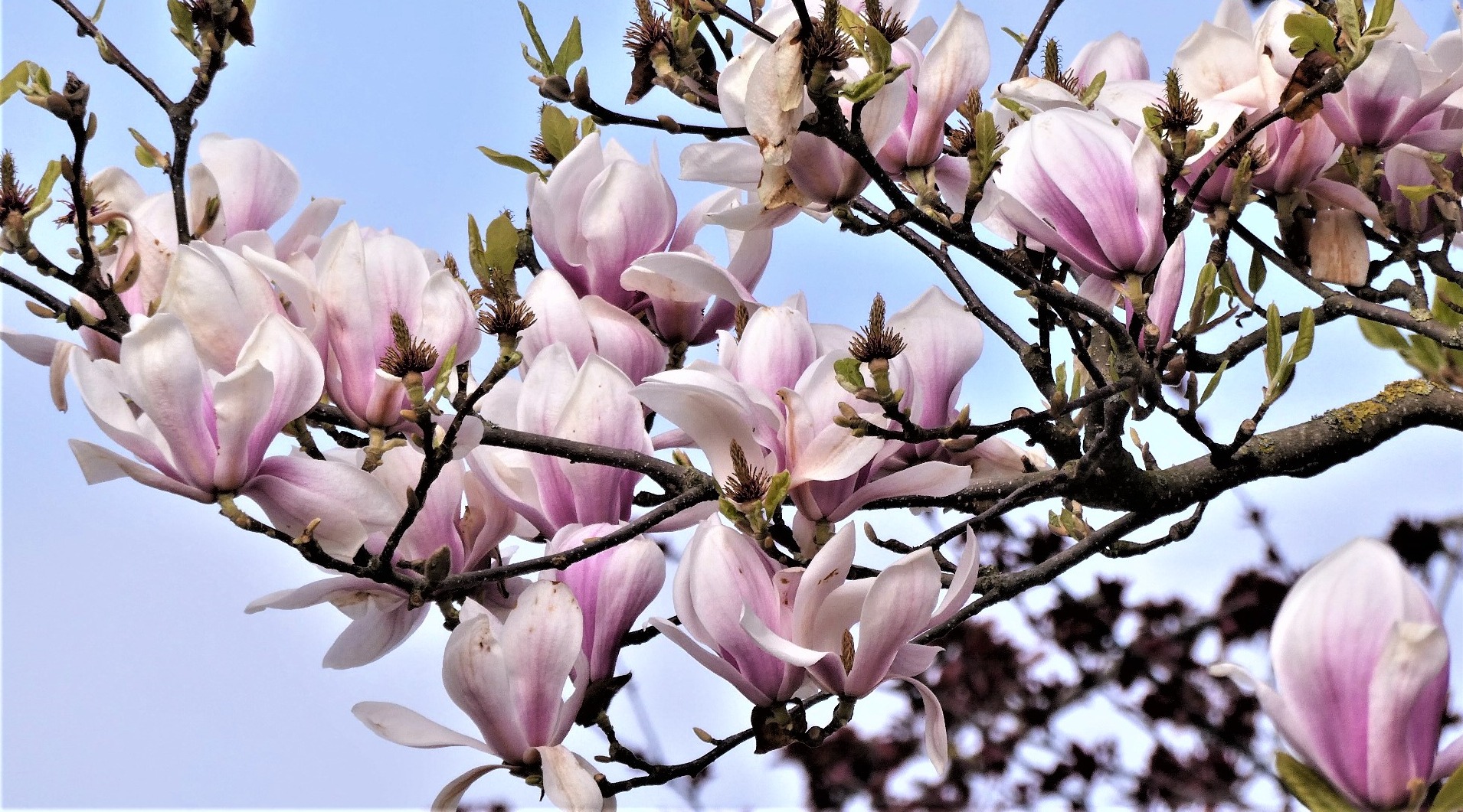 Dit is de beste tijd om de magnolia te snoeien