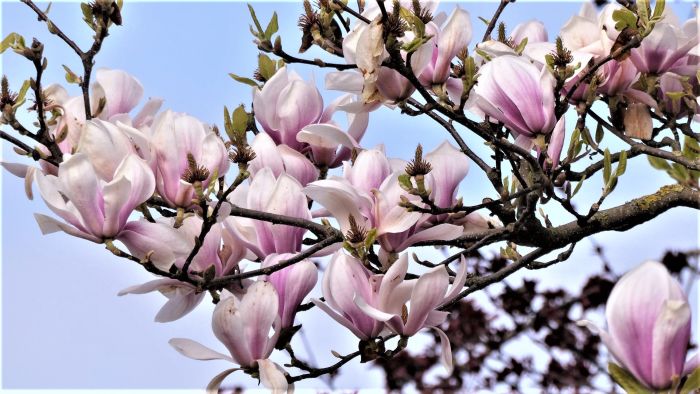 Het snoeien van de magnolia
