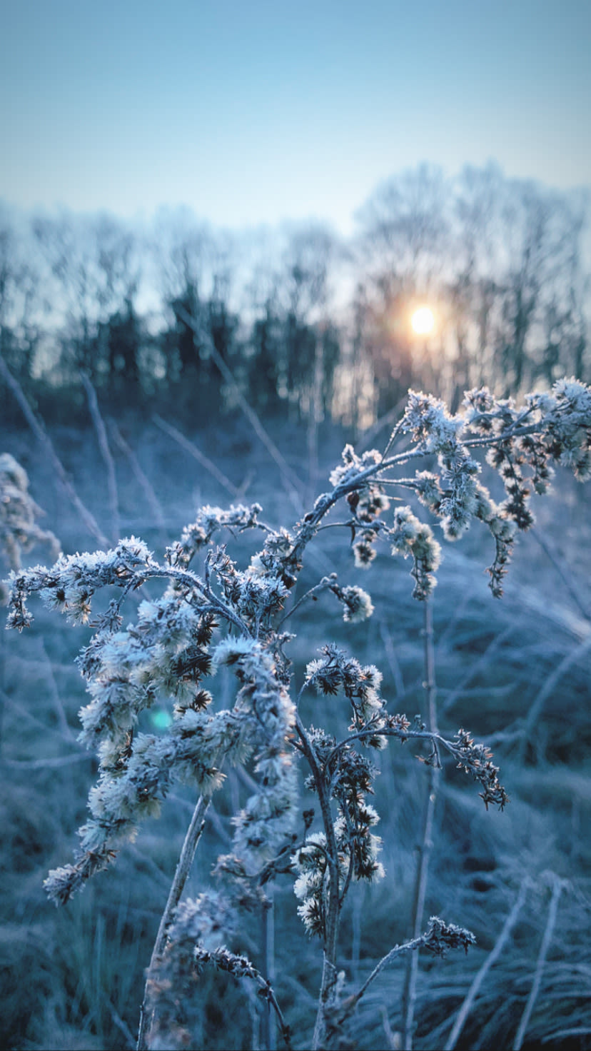 Mooie lenteochtend met rijp in de natuur op een plant