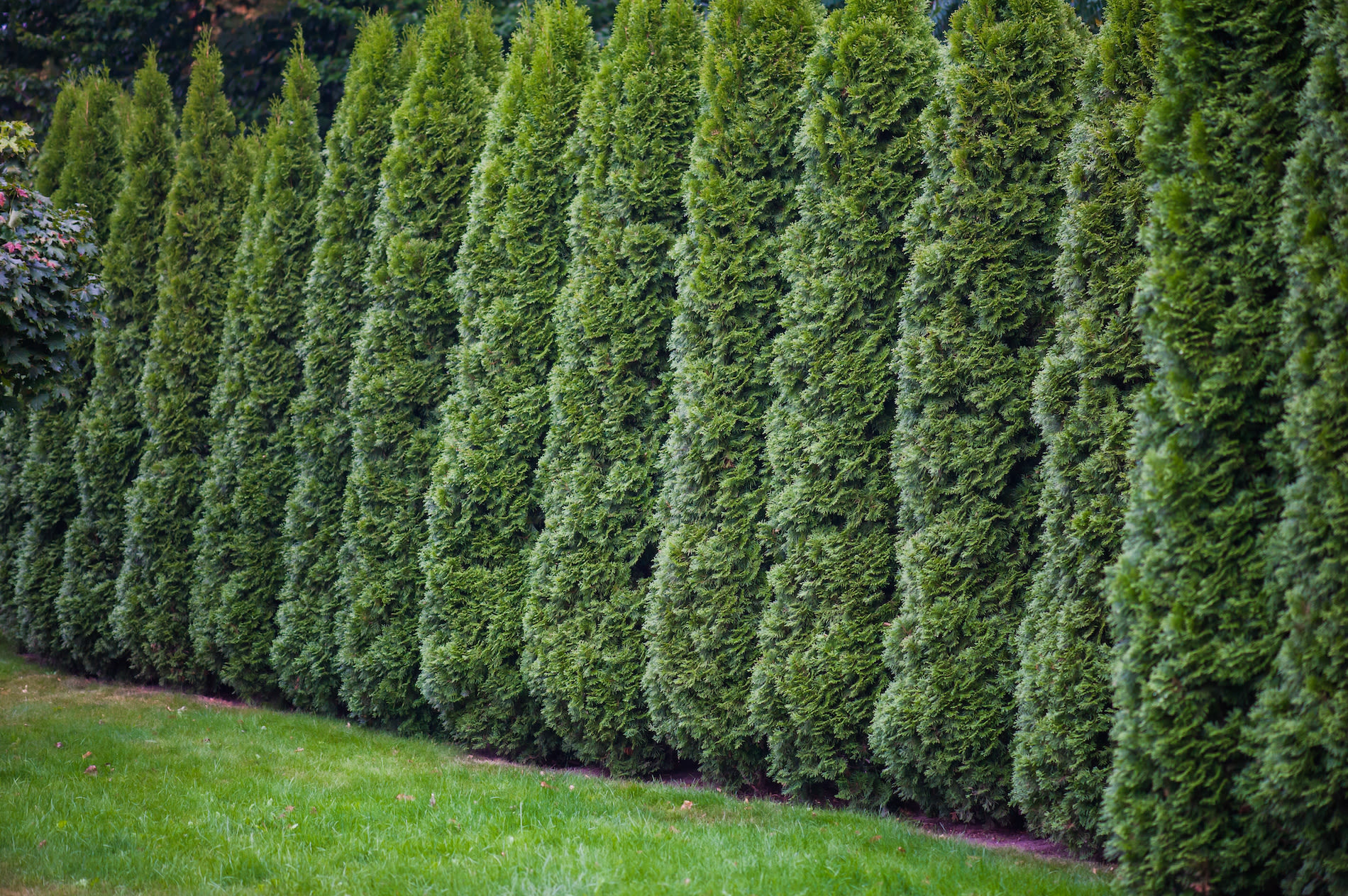 Hoge coniferen als tuinafscheiding. Foto: Adobe Stock / alpino
