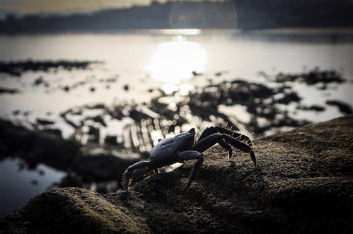 Krab loopt over een strand in Noord-Spanje. Foto: ANP/EPA/Javier Etxezarreta