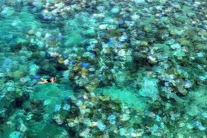Koraal Great Barrier Reef geraakt door ernstigste verbleking ooit