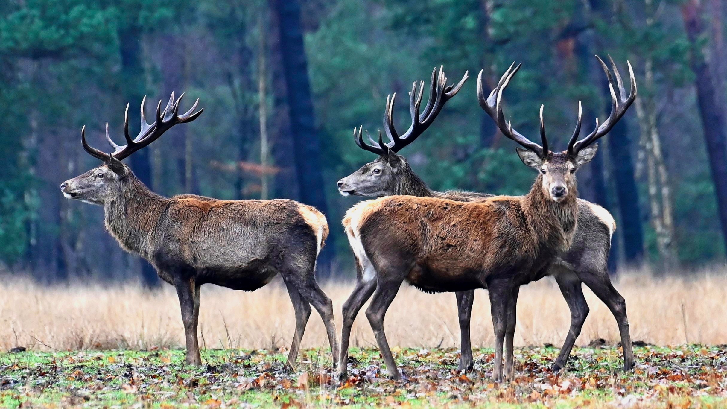 Zo overwinteren dieren in Nederland