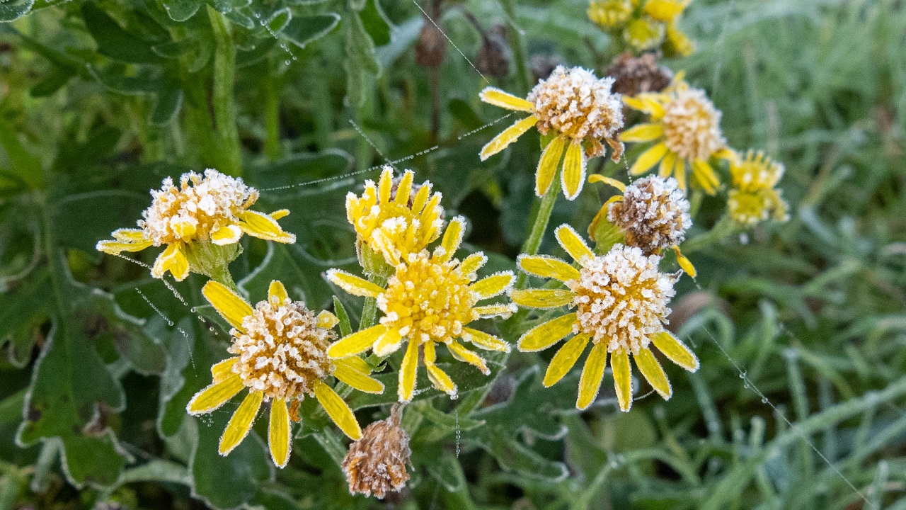 De eerste grondvorst na de zomer is gemeten. Foto: Jos Hebben