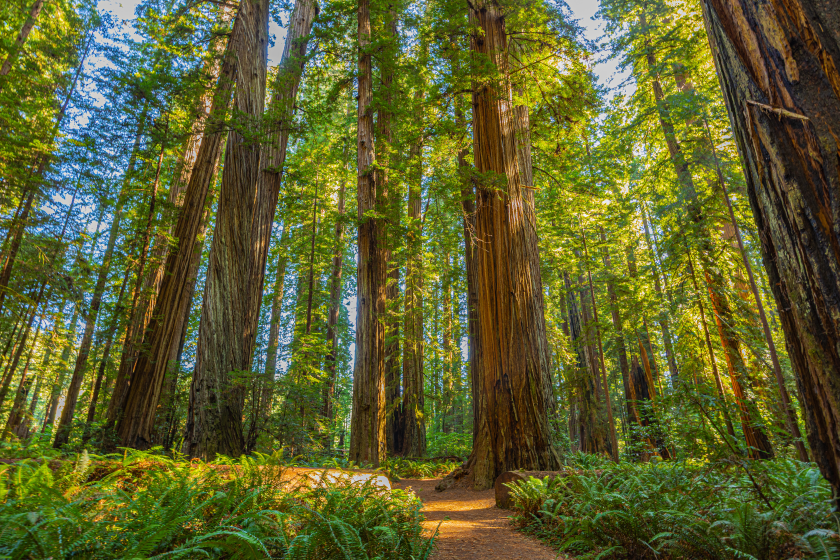 De reuzensequoia (mammoetboom) in Californië, de Verenigde Staten. Foto: Adobe Stock/ZL Visuals
