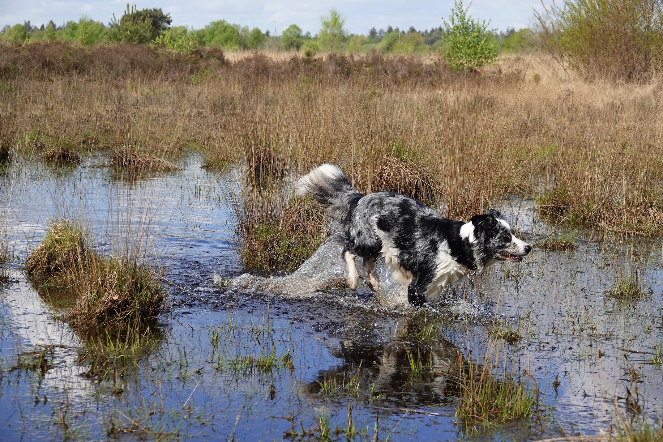 Hond speelt in het water van een ven