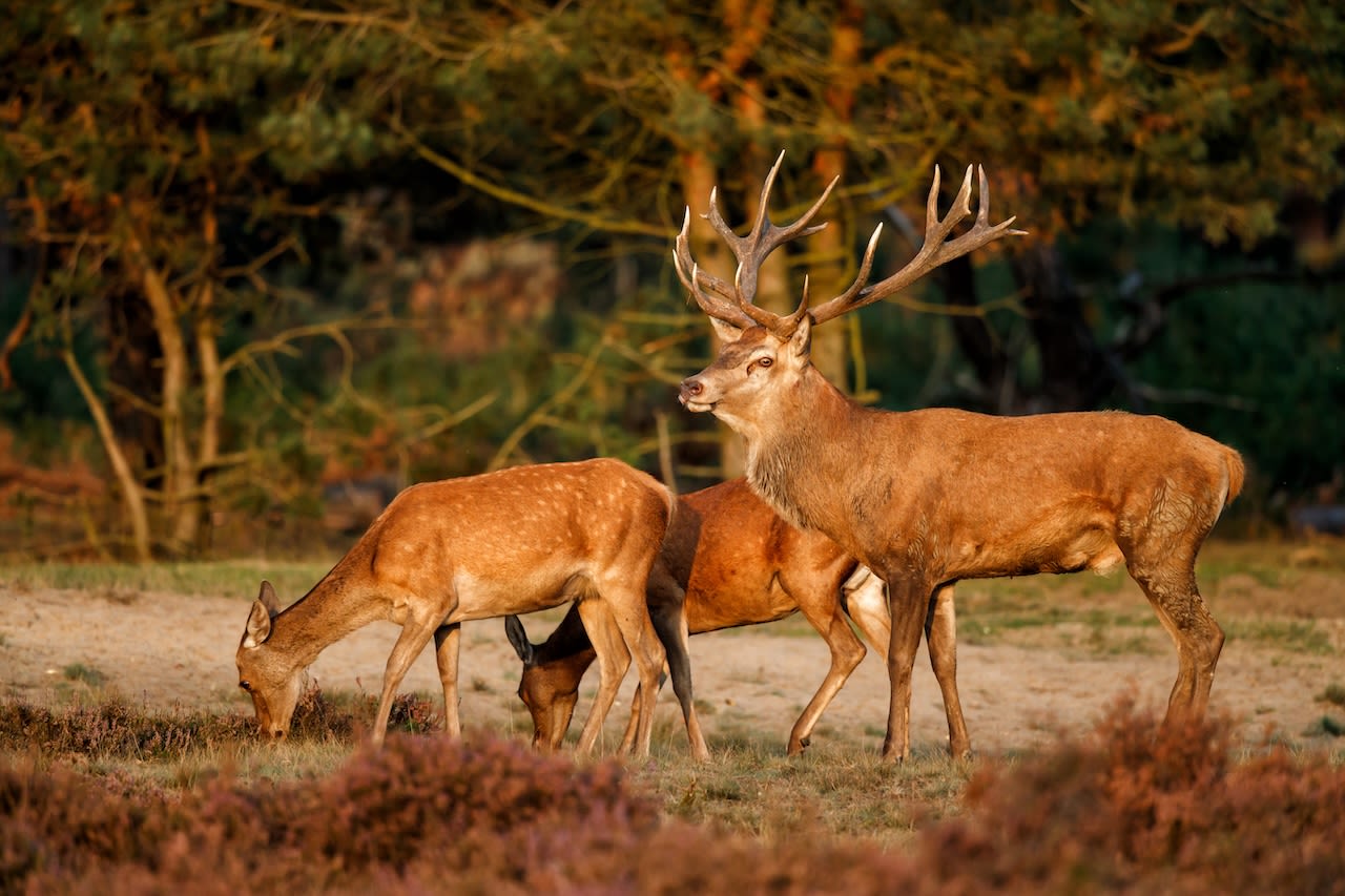 Wild spotten op de Hoge Veluwe. Foto: Henk Bogaard. 