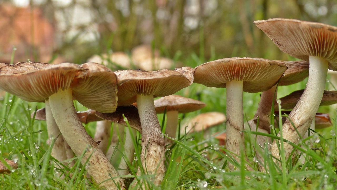 In de herfst zie je veel paddenstoelen. Foto: Ria Luttikhold