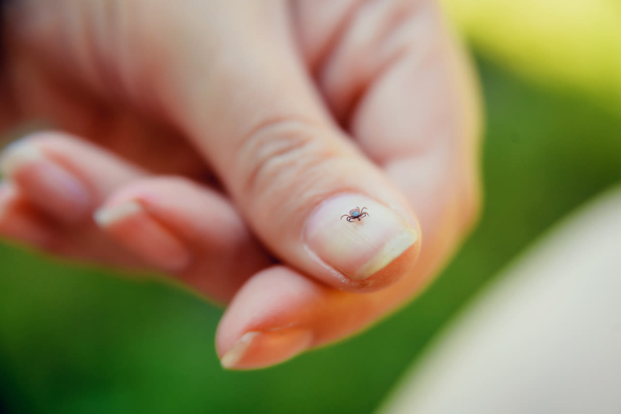 Een teek loopt over een nagel. Foto: Adobe Stock / malykalexa777